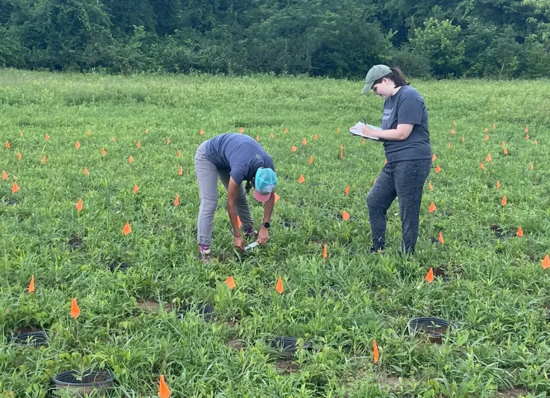 葡京平台线上 graduate Maddy Whipp with a Denison University student in a garden at Denison with milkweed in summer 2021